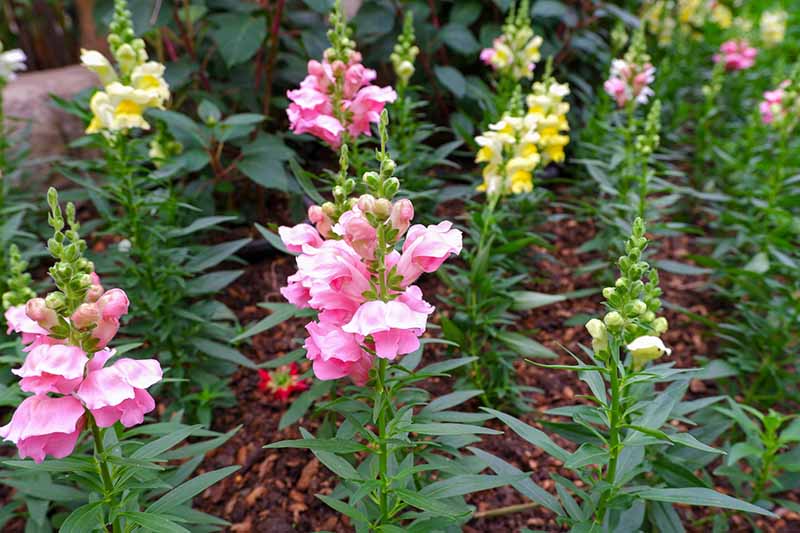 A horizontal image of pink and yellow Calima series snapdragons growing in the backyard.