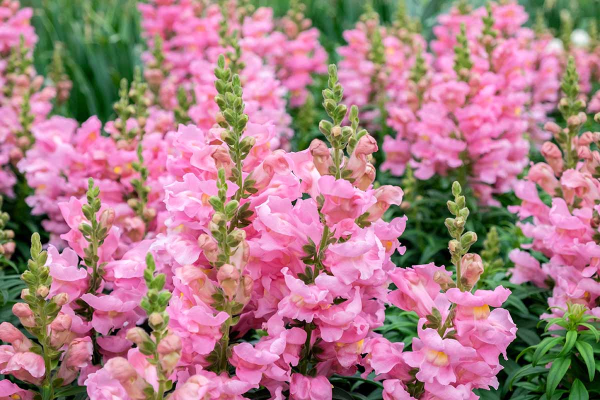 A horizontal image of bright pink Chantilly snapdragons growing en masse in the garden.