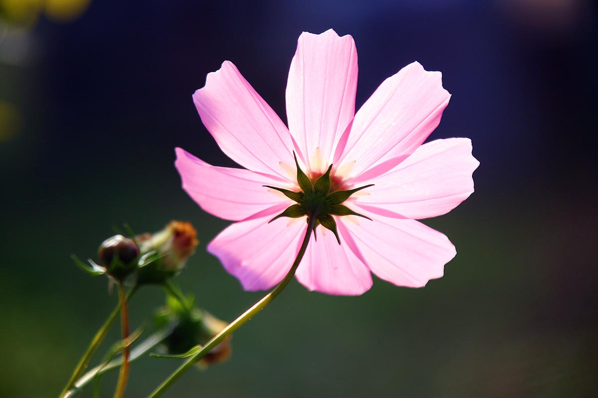 A close up horizontal image of a pink cosmos flower pictured on a dark soft focus background.