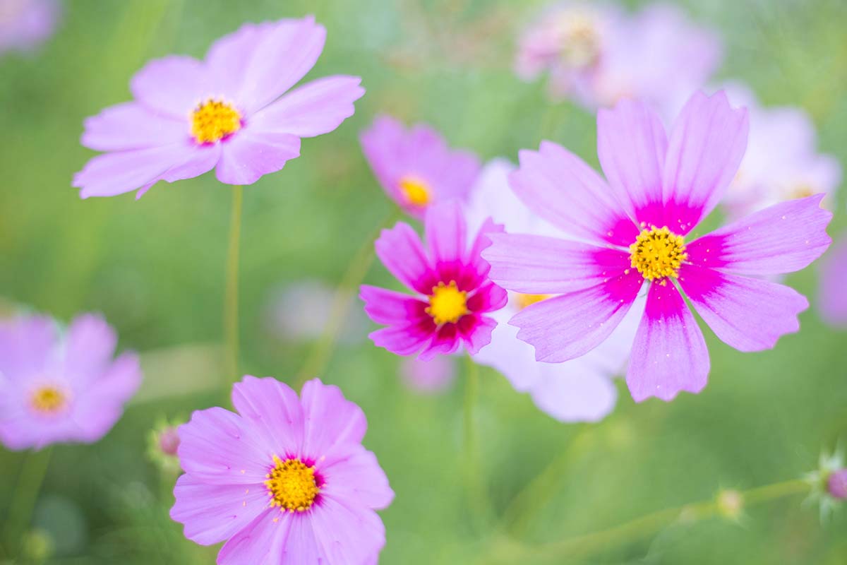 A close up horizontal image of pink cosmos flowers pictured on a soft focus background.