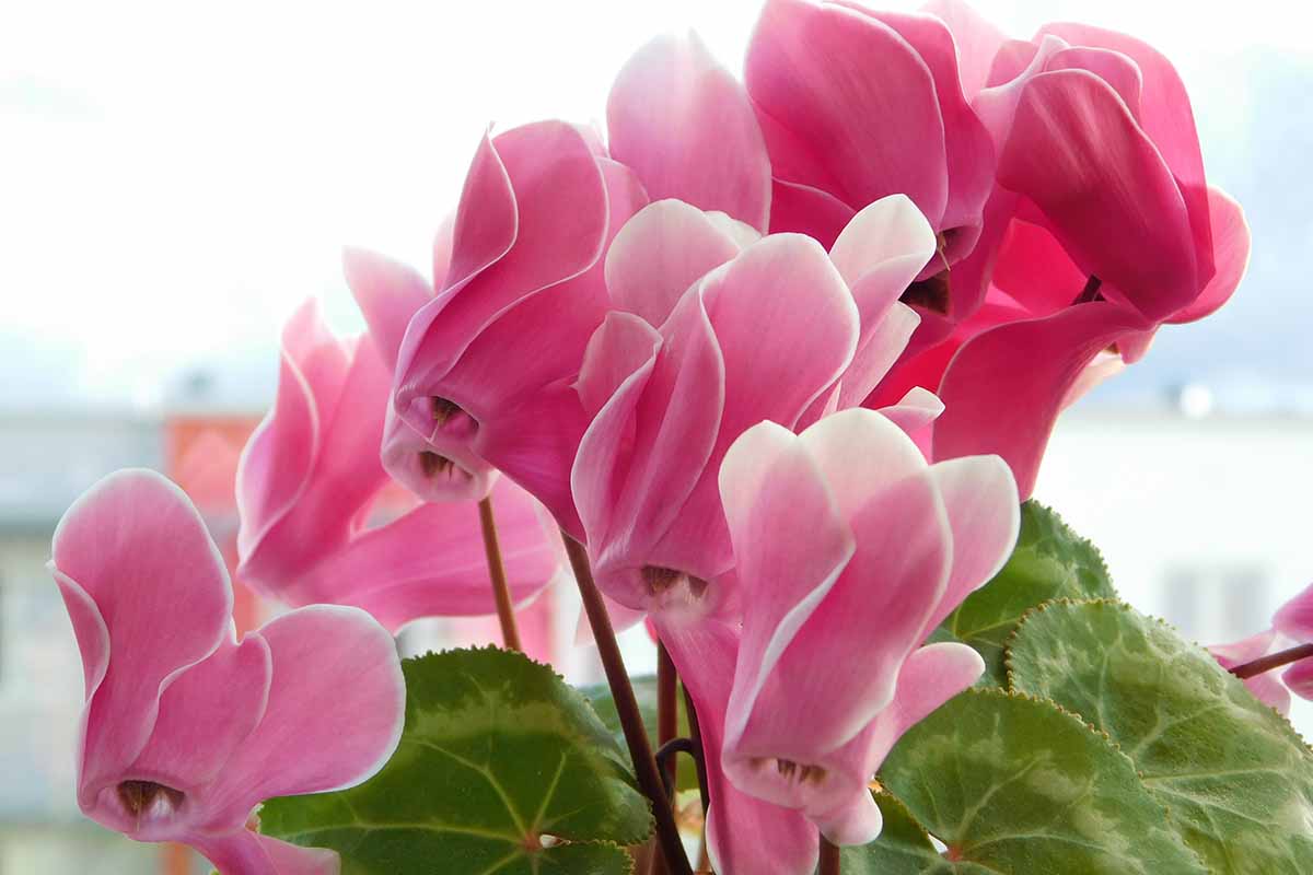 A close up horizontal image of pink Cyclamen persicum flowers isolated on a soft focus background.