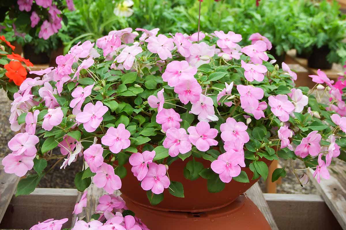 A close up horizontal image of pink impatiens flowers growing in a pot set on a wooden table outdoors.