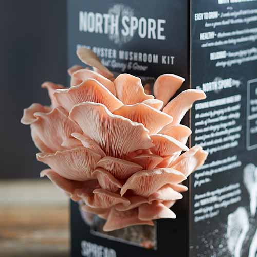A close up square image of a grow kit for pink oyster mushrooms.