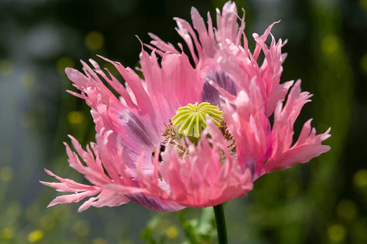 A close up horizontal image of a light pink poppy with feathery petals pictured in bright sunshine on a soft focus background.