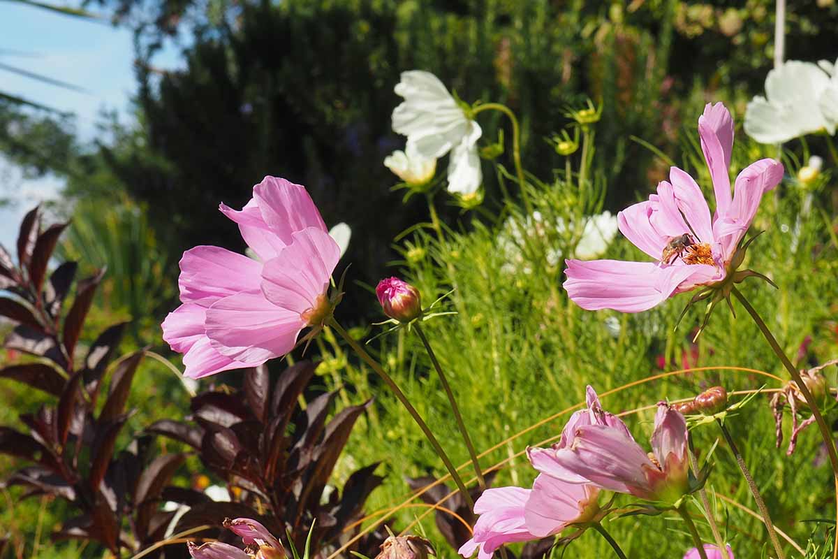 A close up horizontal image of pink and white cosmos flowers growing in a sunny garden.