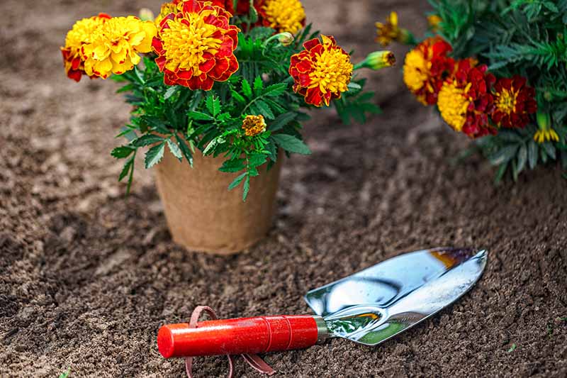 A close up horizontal image of a potted French marigold plant set on the surface of the soil with a small garden trowel to the side.