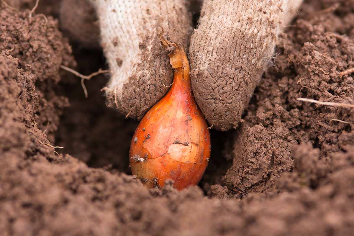 A close up horizontal image of a gloved hand planting out an onion into the garden.