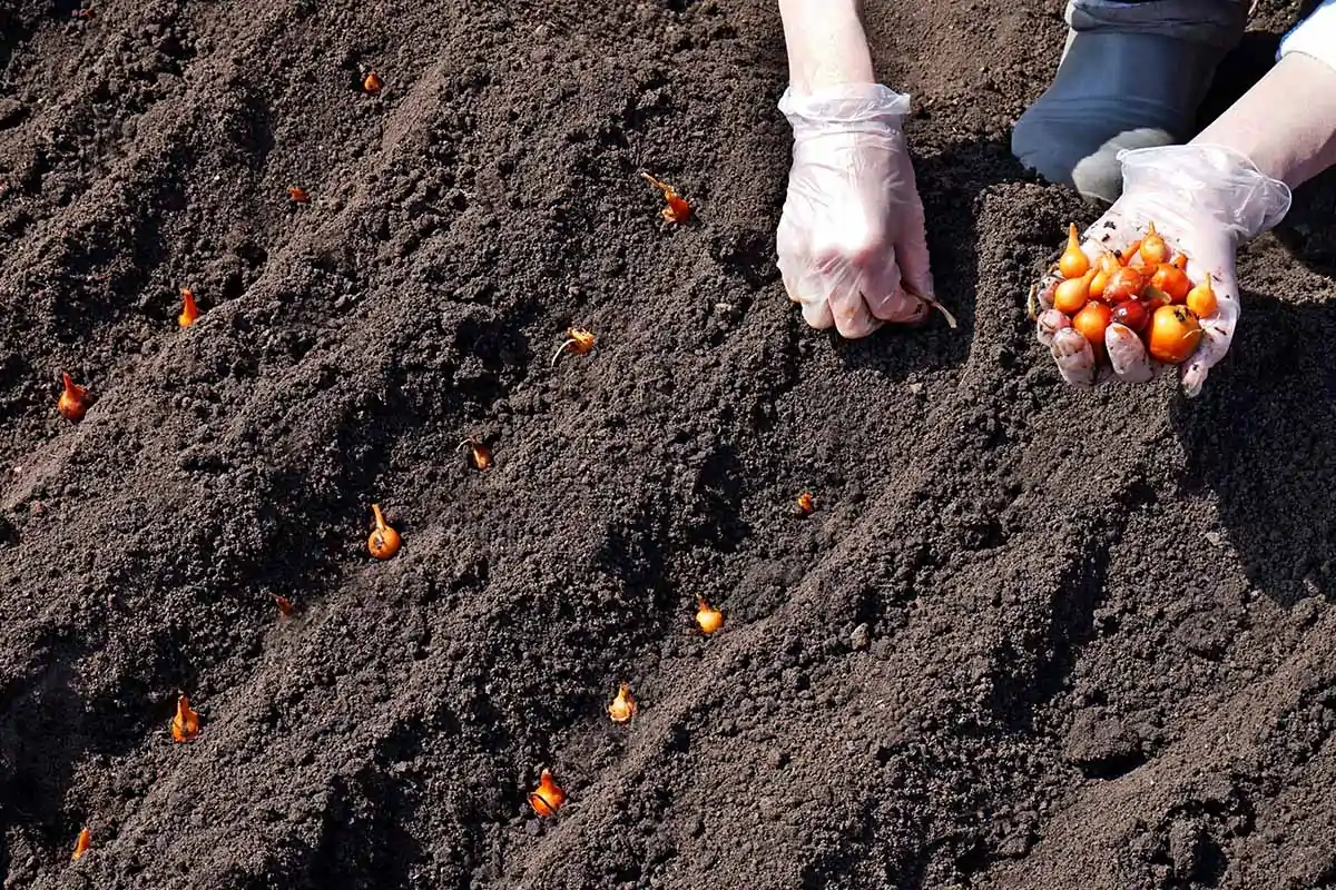 A close up horizontal image of a gardener wearing gloves planting out onions into rows.