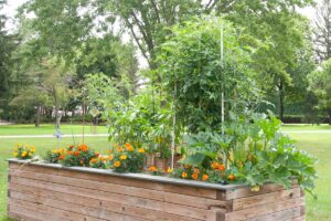 A horizontal image of a raised wooden garden bed with marigolds and tomatoes growing as companions with other vegetables.