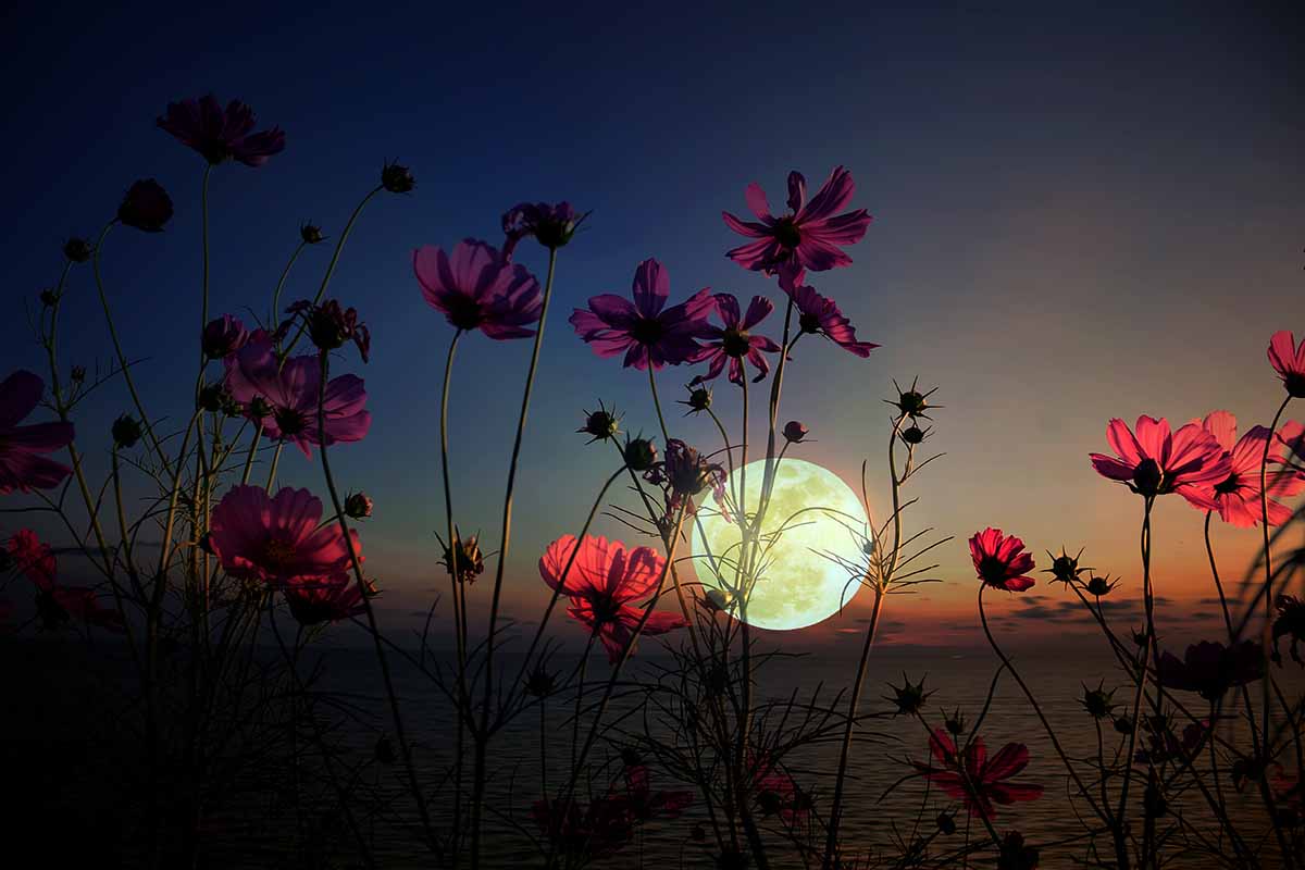 A horizontal image of a field of flowers in the darkness with the bright full moon in the background.