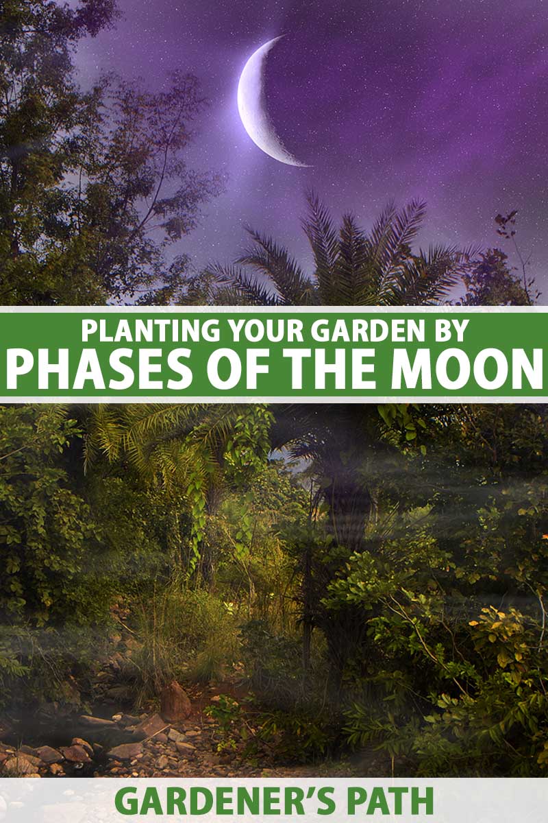 A vertical image of a garden scene with a crescent moon beaming light onto the trees and shrubs. to the center and bottom of the frame is green and white printed text.