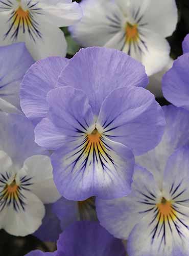 A vertical image of the light purple and white flowers of Plentifall 'Frost' pansy flowers.