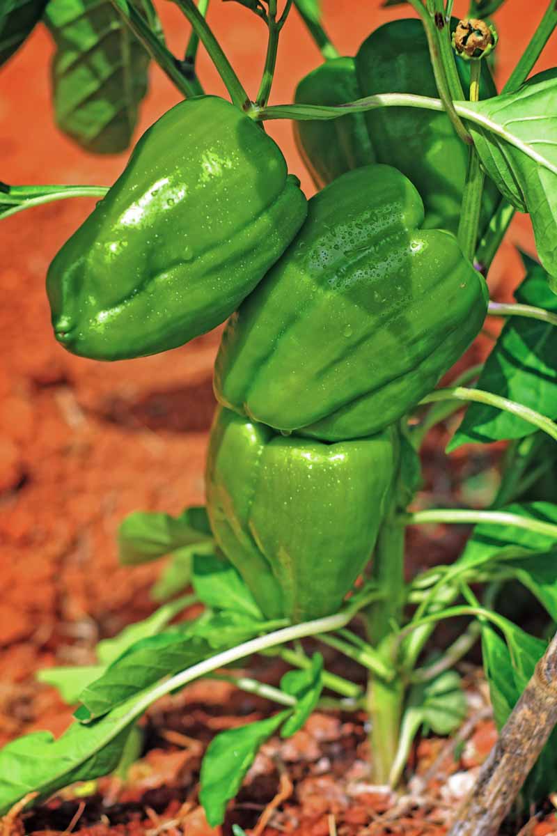 A close up vertical image of green unripe poblano peppers growing in a raised bed garden pictured in bright sunshine.