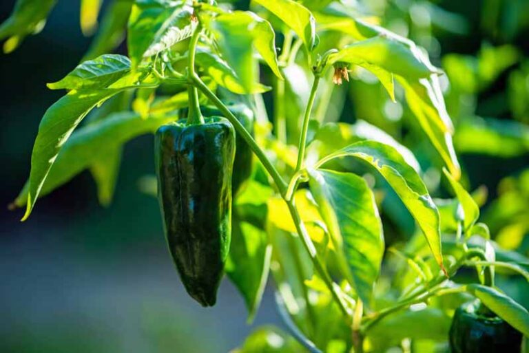 How to Plant and Grow Poblano Peppers | Gardener’s Path