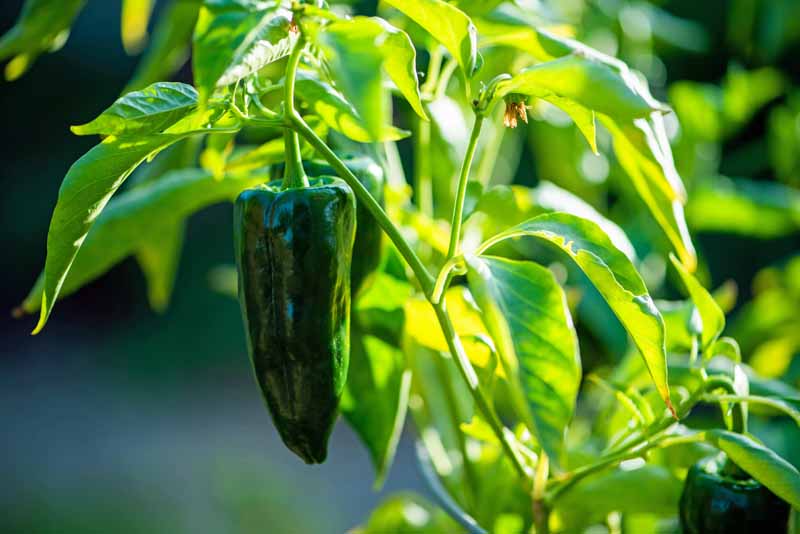 A close up horizontal image of an unripe green poblano pepper growing on the plant pictured in light filtered sunshine.