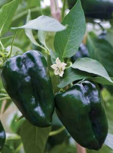 How to Plant and Grow Poblano Peppers | Gardener’s Path
