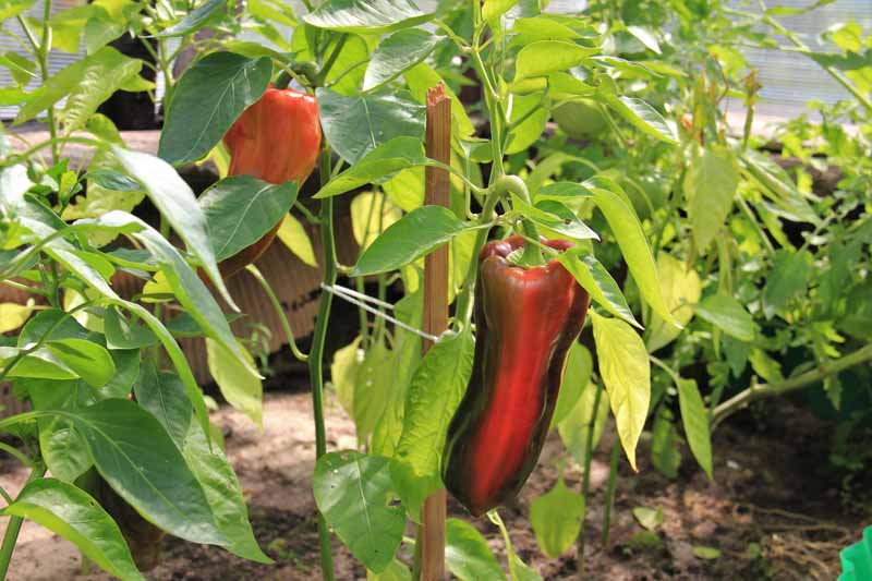 A close up horizontal image of poblano peppers turning red as they ripen on the plant.