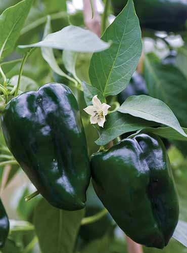 A close up vertical image of green poblano peppers growing in the garden pictured on a soft focus background.