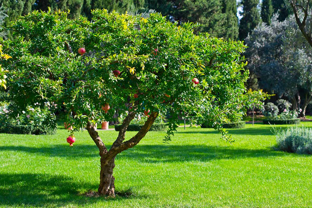 A horizontal image of a pomegranate tree growing in a formal garden with lawns, hedging, and trees in the background.