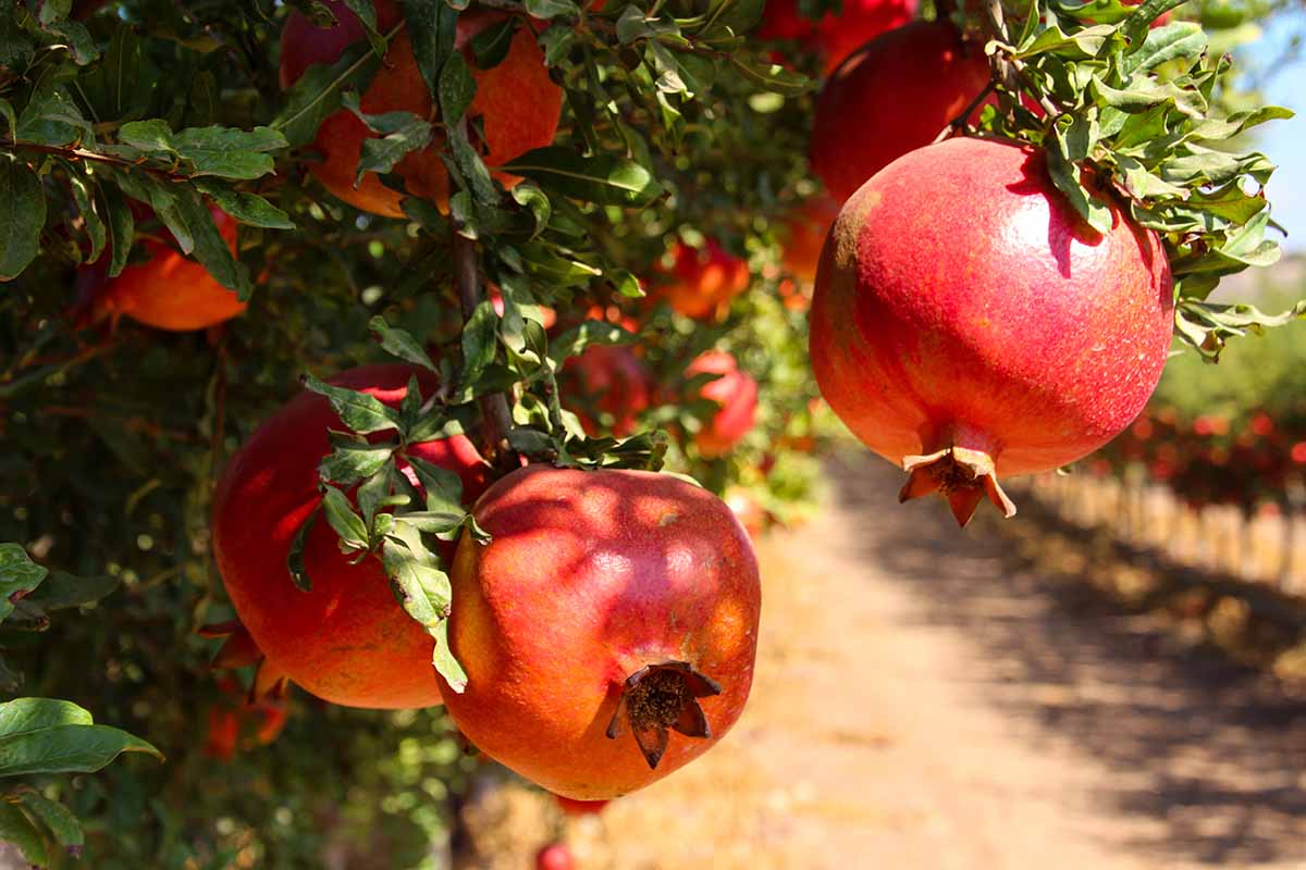 A close up horizontal image of ripe pomegranates growing on the tree pictured in bright sunshine.