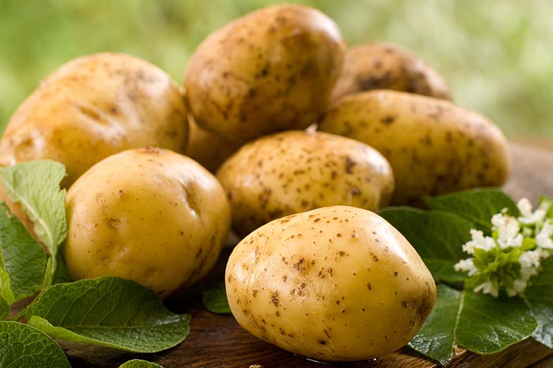 A close up horizontal image of a pile of potatoes set on a wooden surface pictured on a soft focus background.