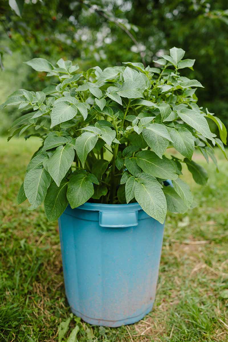 A close up vertical image of a potato plant growing in a blue plastic garbage can.