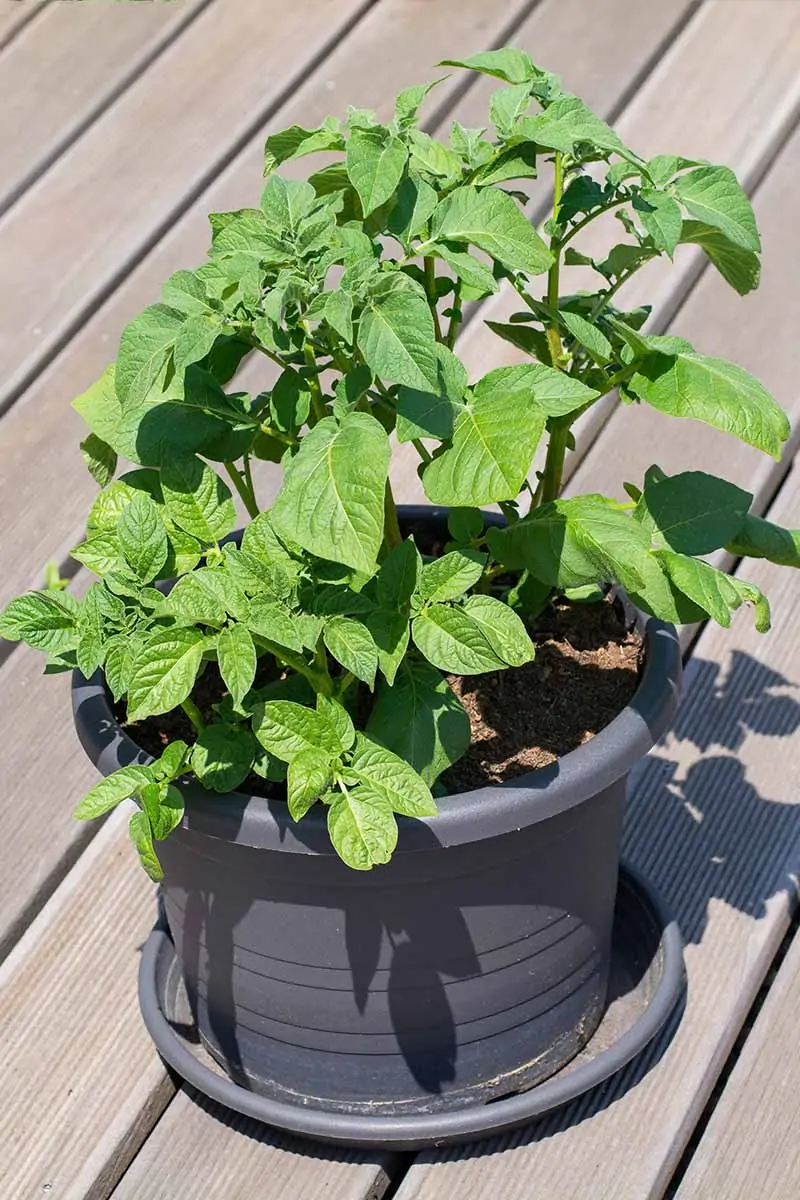 A close up vertical image of potato plants growing in a plastic pot set on a wooden deck in the sunshine.