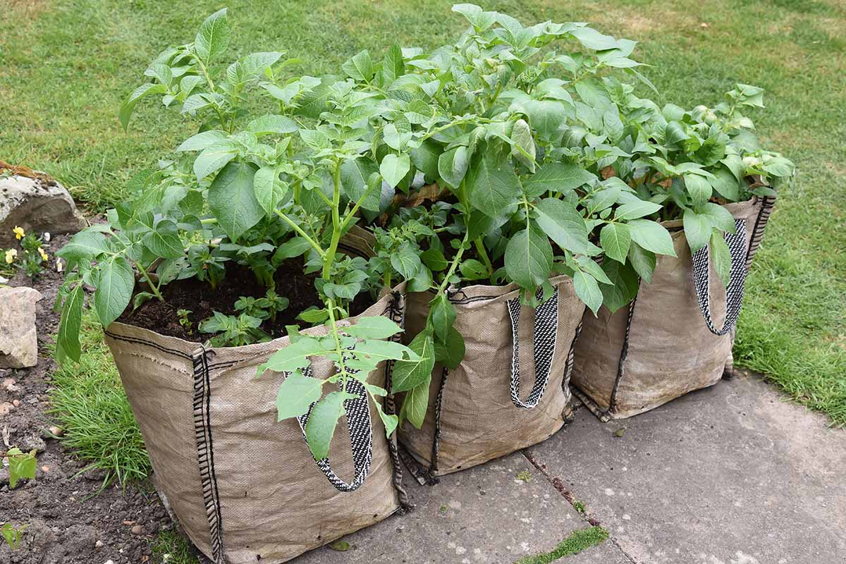 A close up horizontal image of three fabric grow bags with potatoes planted inside them.