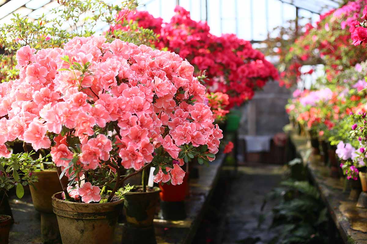 A close up horizontal image of potted azeleas in a greenhouse at a garden nursery.