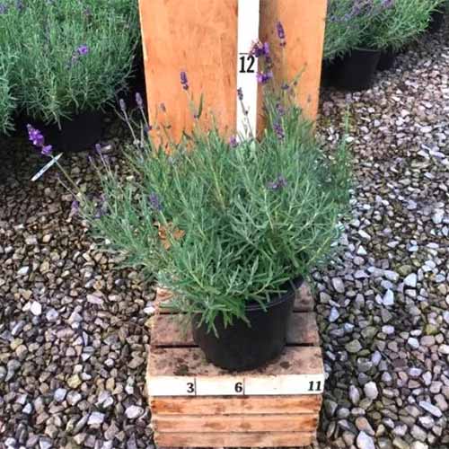 A square image of a potted lavender plant set on a wooden surface.