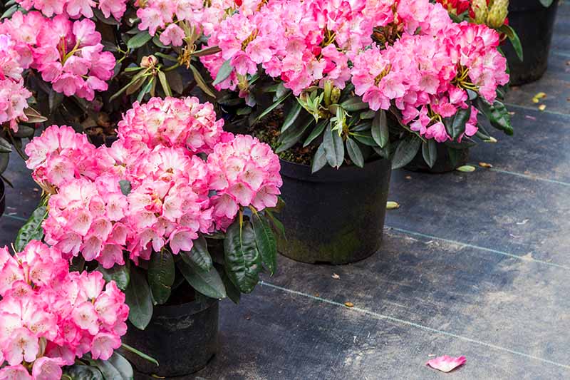 A close up horizontal image of pink potted rhododendrons at a plant nursery.