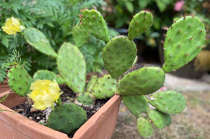 A close up horizontal image of a prickly pear cactus (Opuntia) growing in a terra cotta pot with yellow flowers.
