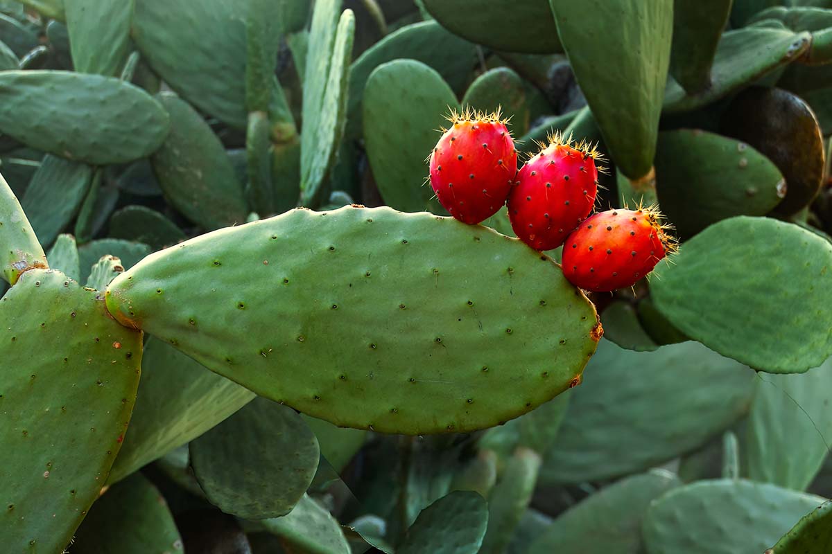 A close up horizontal image of prickly pear cactus (Opuntia) growing in the garden.