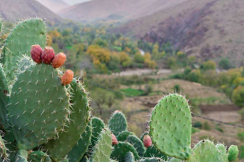 A horizontal image of a prickly pear plant growing on the side of a hill.