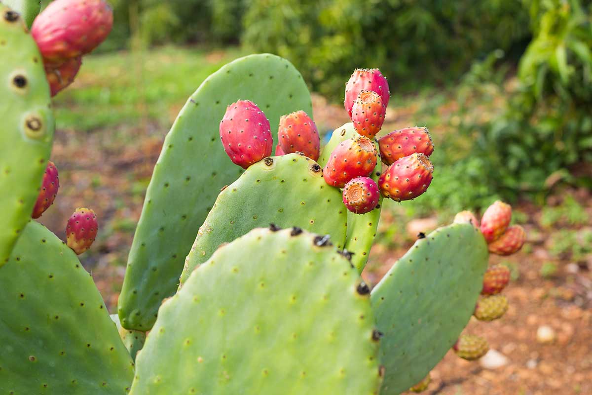 A close up horizontal image of ripe prickly pears (Opuntia) growing on the plant ready for harvest.