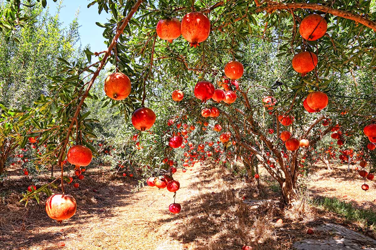 A close up horizontal image of pomegranate trees growing in the garden.