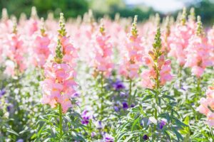 A close up horizontal image of light pink snapdragon flowers (Antirrhinum majus) growing in the garden pictured in bright summer sunshine.