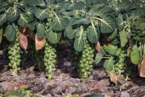 A close up horizontal image of rows of brussels sprouts growing in the garden.