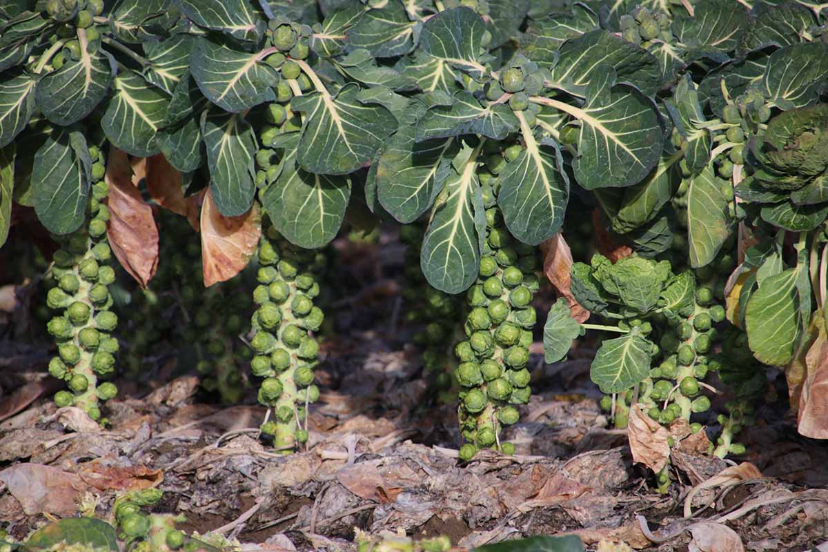 A close up horizontal image of brussels sprout plants that have been neatly pruned, almost ready to harvest.