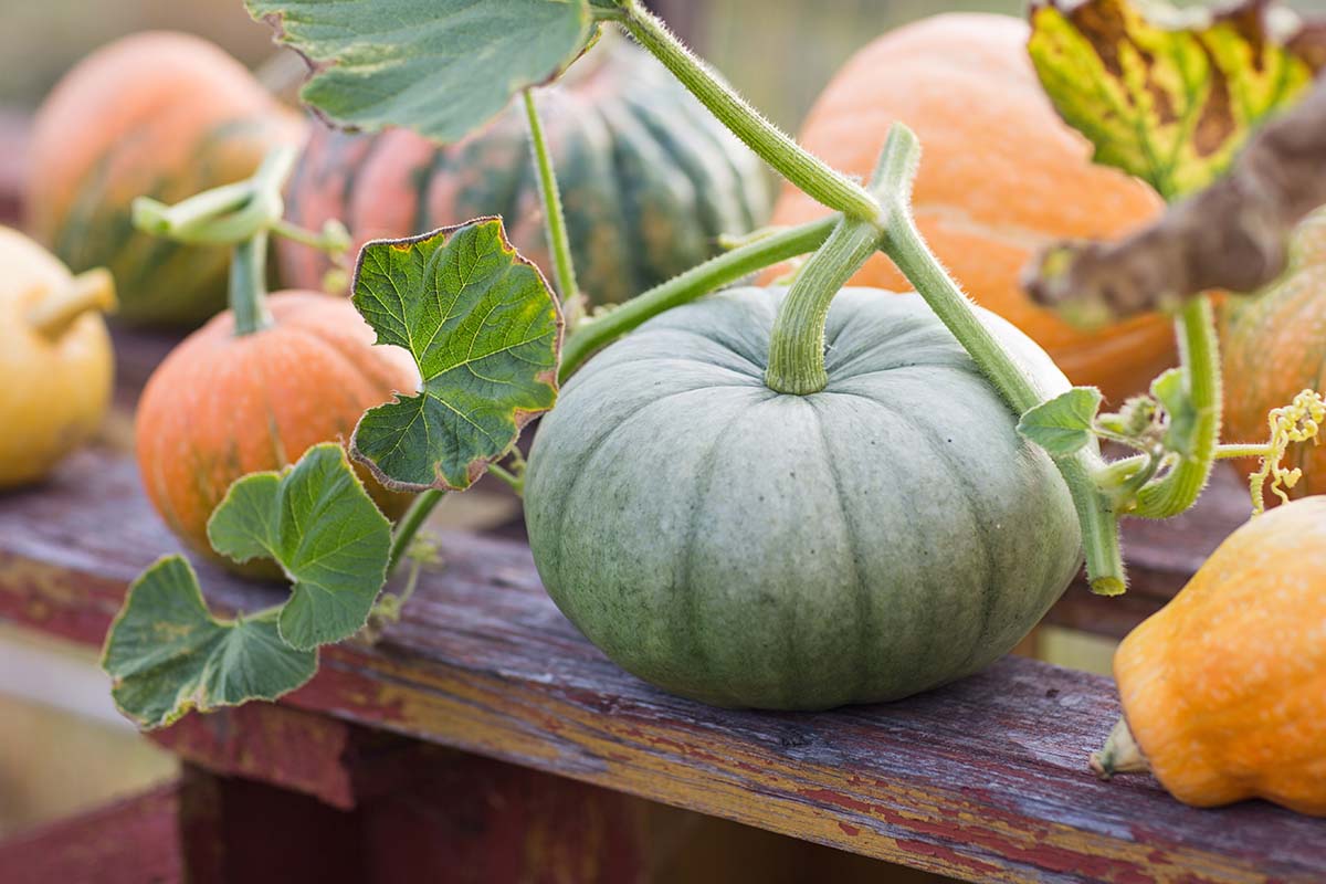 A close up horizontal image of green and orange pumpkins, freshly harvested, set on a wooden surface.
