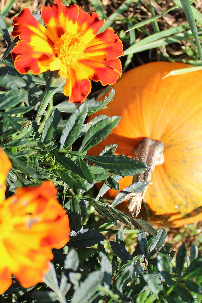 A close up vertical image of a pumpkin growing in the garden with marigold flowers pictured in bright sunshine.