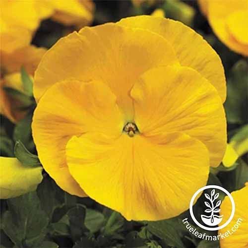 A close up square image of a bright yellow 'Pure Golden Yellow' pansy flower on a soft focus background. To the bottom right of the frame is a white circular logo with text.