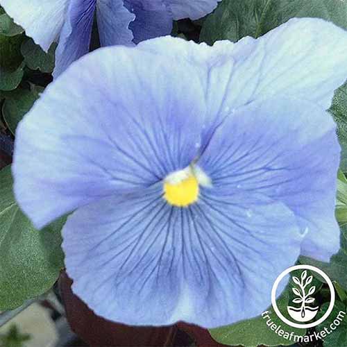 A close up square image of a 'Pure Light Blue' pansy flower pictured on a soft focus background. To the bottom right of the frame is a white circular logo with text.