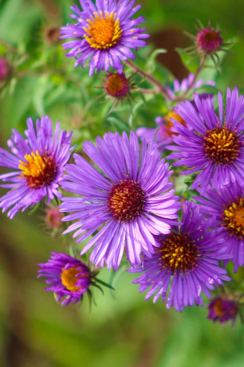 A close up vertical image of bright purple New England aster flowers pictured on a soft focus background.