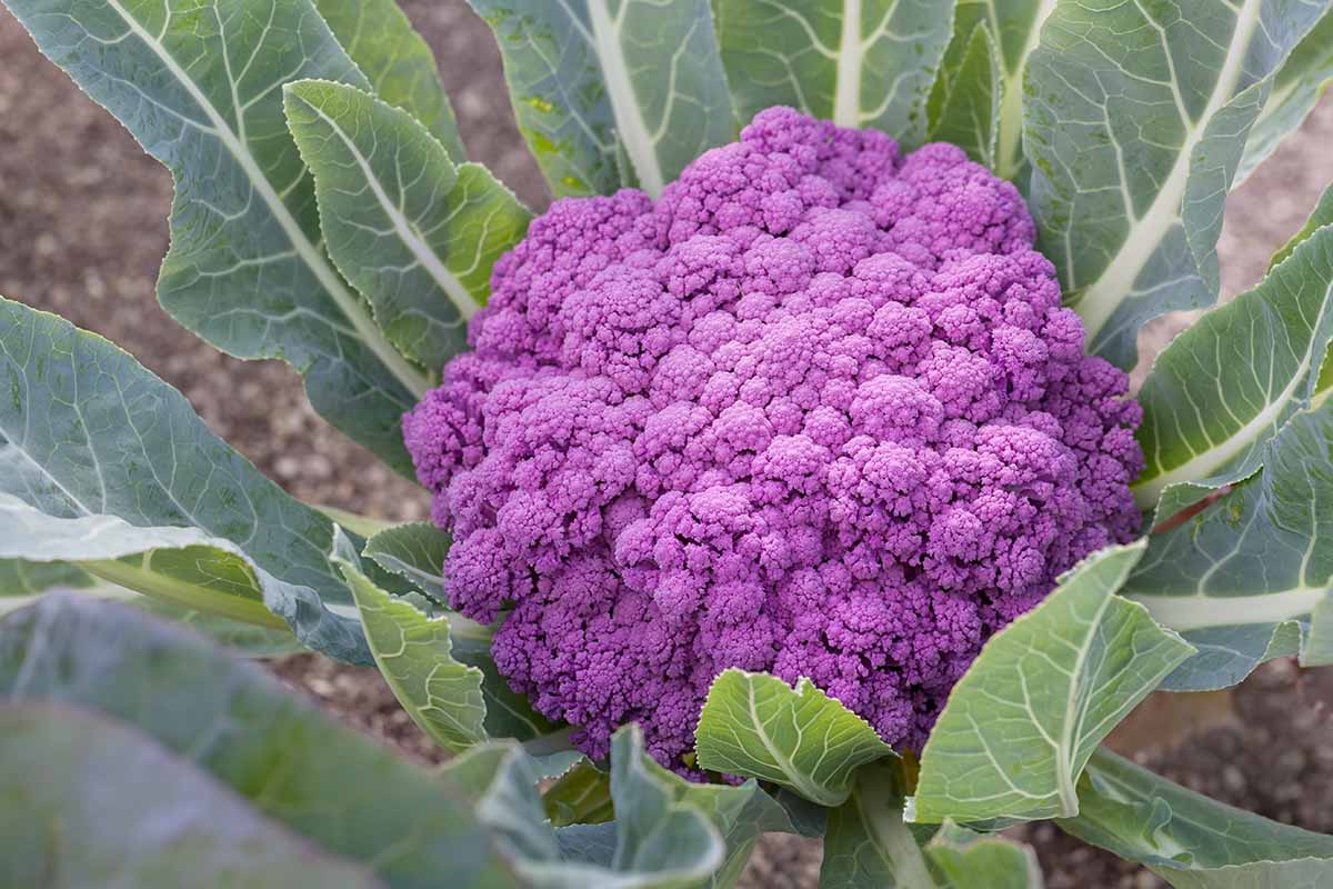 A close up horizontal image of a purple cauliflower head that is ready to harvest growing in the garden.