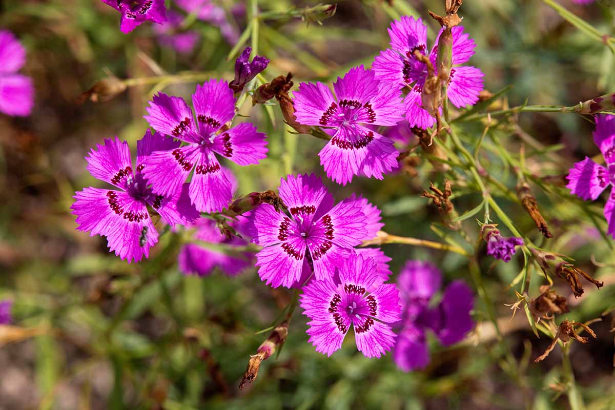 A close up horizontal image of bright purple China pink (Dianthus chinensis) flowers growing in the garden pictured in light sunshine on a soft focus background.