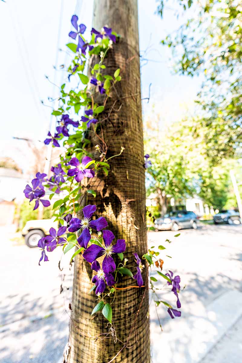 A close up vertical image of a purple clematis trained to grow up a wooden pole pictured in bright sunshine.