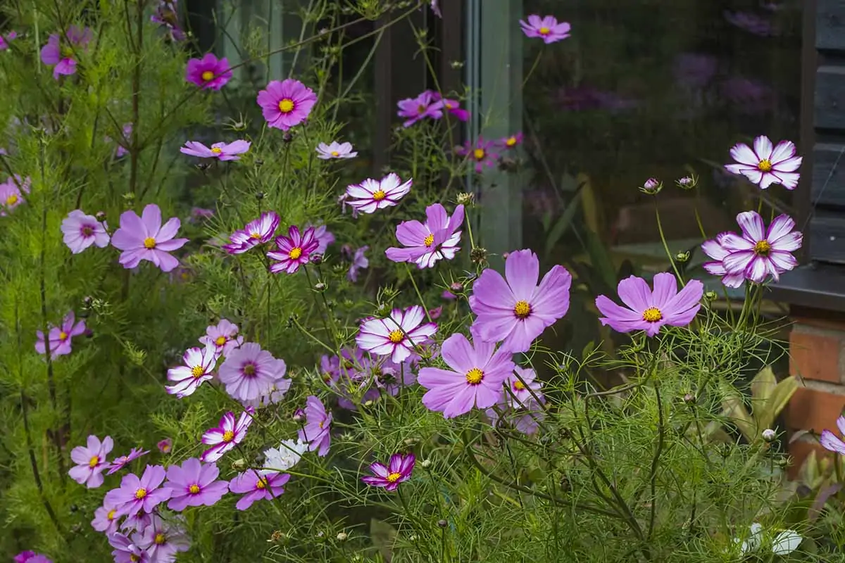 How to Grow and Care for Cosmos Flowers   Gardener's Path
