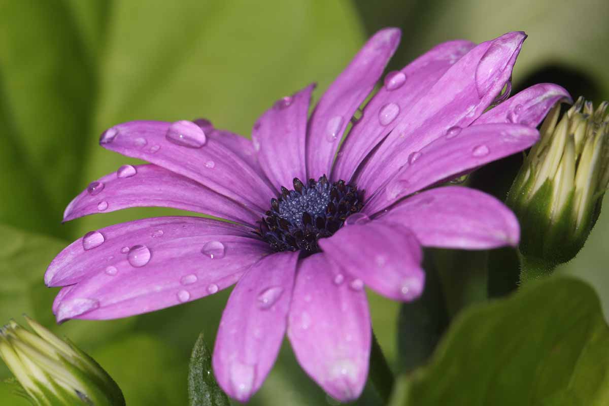 A close up horizontal image of a purple osteospermum flower with droplets of water on the petals pictured on a soft focus green background.