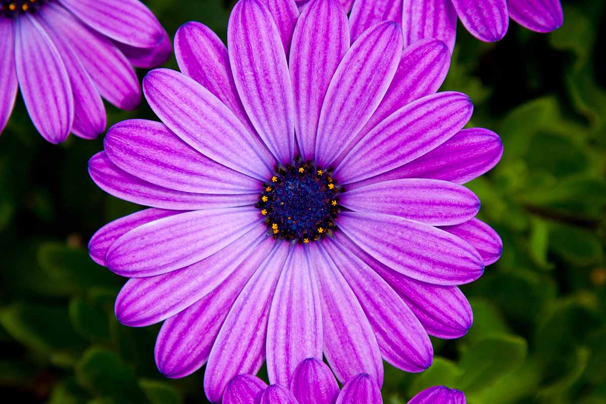 A close up horizontal image of a purple Cape daisy growing in the garden pictured on a soft focus green background.